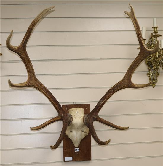 A pair of large mounted antlers